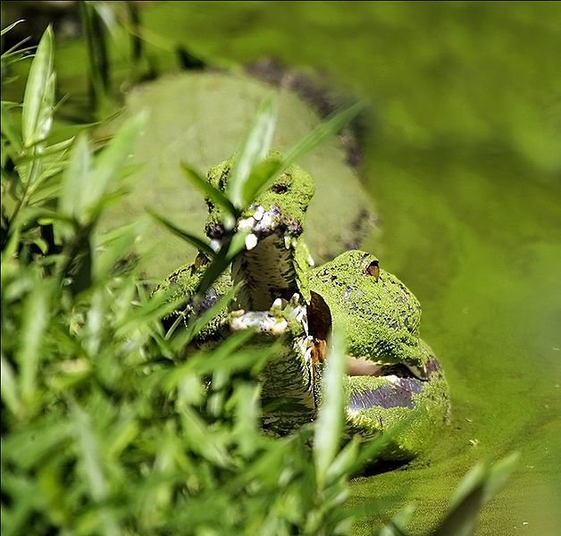 File:Gharial lurking.jpg