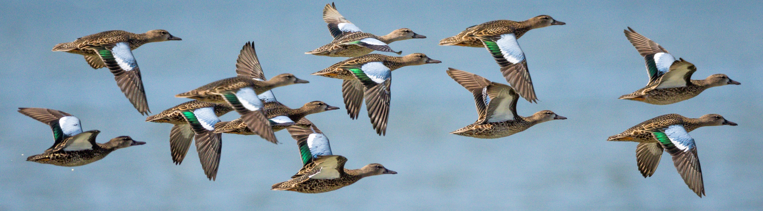 blue 20winged 20teal